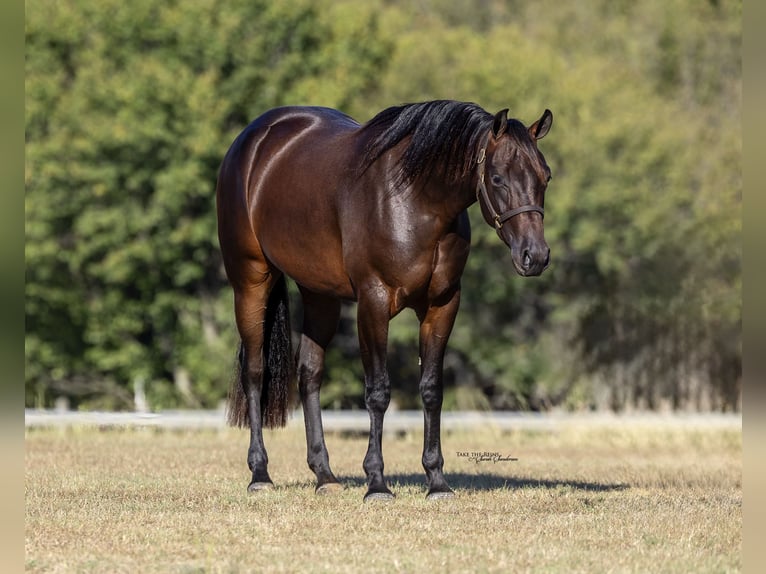 American Quarter Horse Giumenta 2 Anni 150 cm Baio ciliegia in Cresson, TX