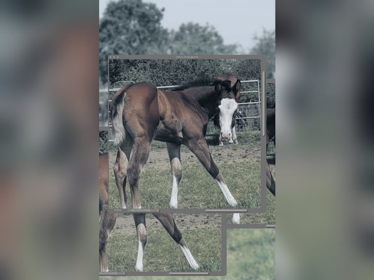 American Quarter Horse Giumenta 2 Anni 150 cm Baio in BEGIJNENDIJK