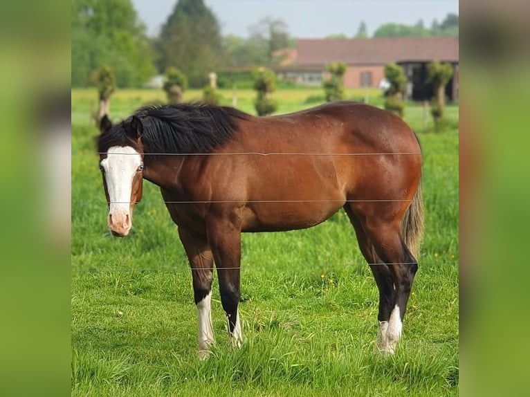 American Quarter Horse Giumenta 2 Anni 150 cm Baio in BEGIJNENDIJK