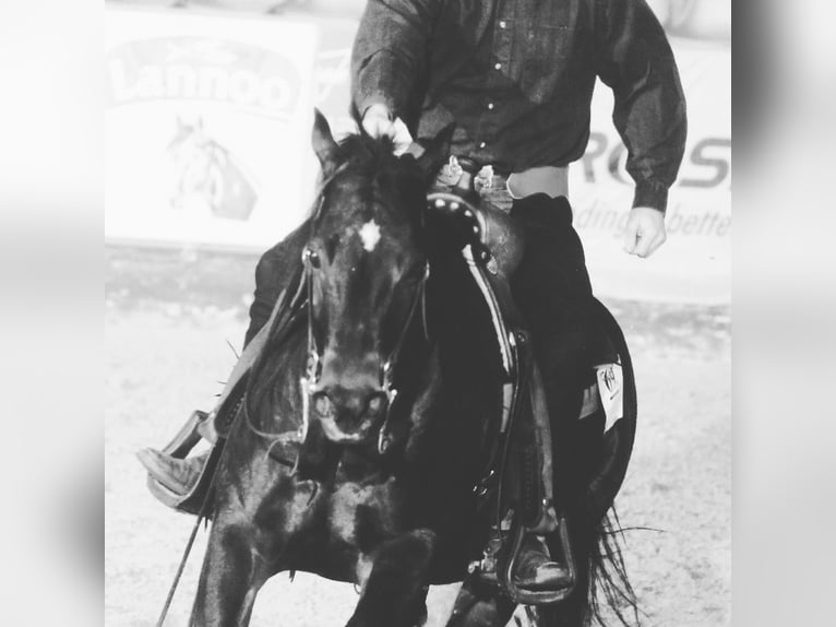 American Quarter Horse Giumenta 2 Anni 150 cm Baio in BEGIJNENDIJK