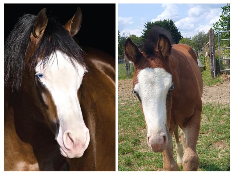 American Quarter Horse Giumenta 2 Anni 150 cm Baio in BEGIJNENDIJK