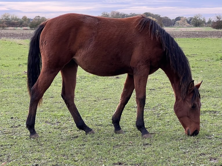 American Quarter Horse Giumenta 2 Anni 150 cm Baio in Neustadt am Rübenberge