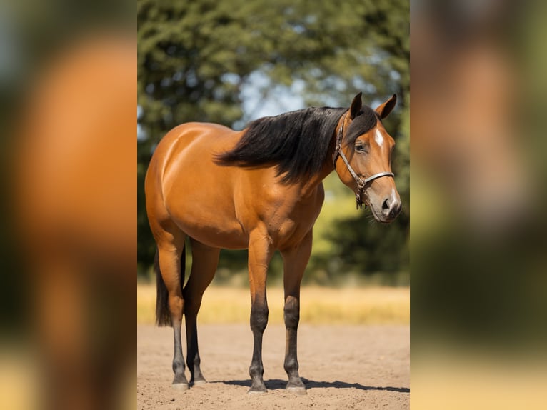 American Quarter Horse Giumenta 2 Anni 150 cm Baio in Steyerberg