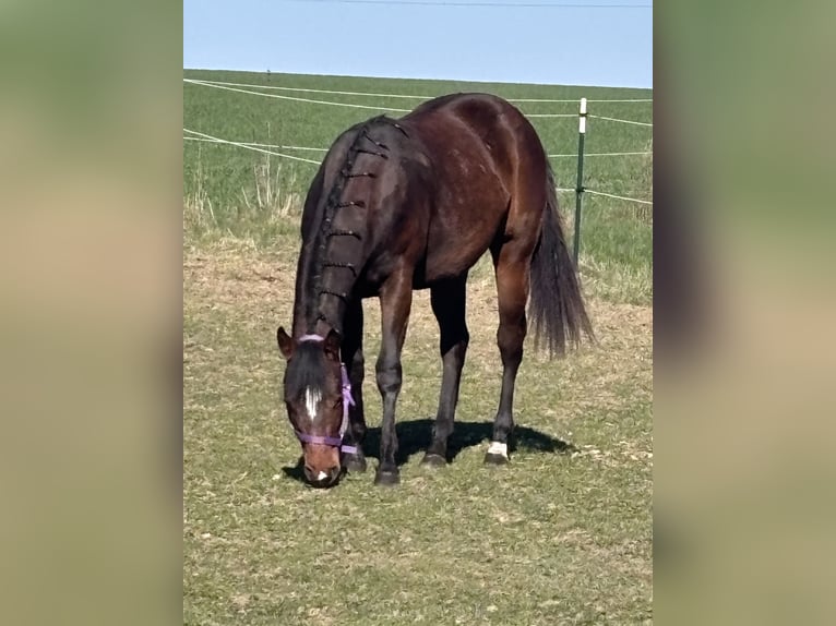 American Quarter Horse Giumenta 2 Anni 150 cm Baio in Kirchendemenreuth