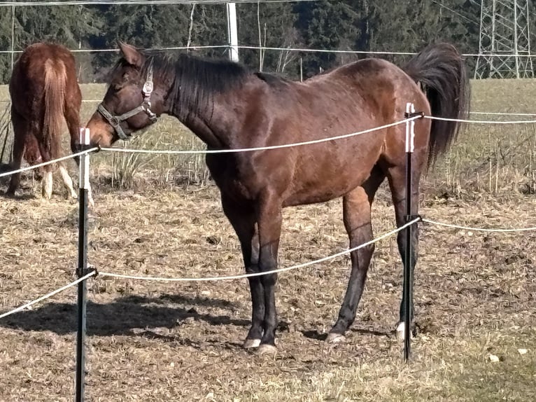 American Quarter Horse Giumenta 2 Anni 150 cm Baio in Kirchendemenreuth