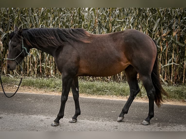 American Quarter Horse Giumenta 2 Anni 150 cm Baio scuro in Ostrach