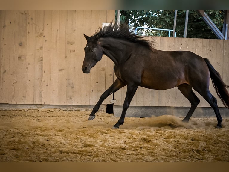 American Quarter Horse Giumenta 2 Anni 150 cm Baio scuro in Ostrach