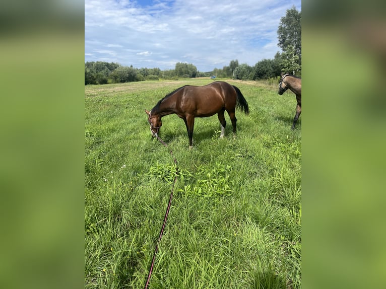 American Quarter Horse Giumenta 2 Anni 150 cm Baio scuro in Warsaw
