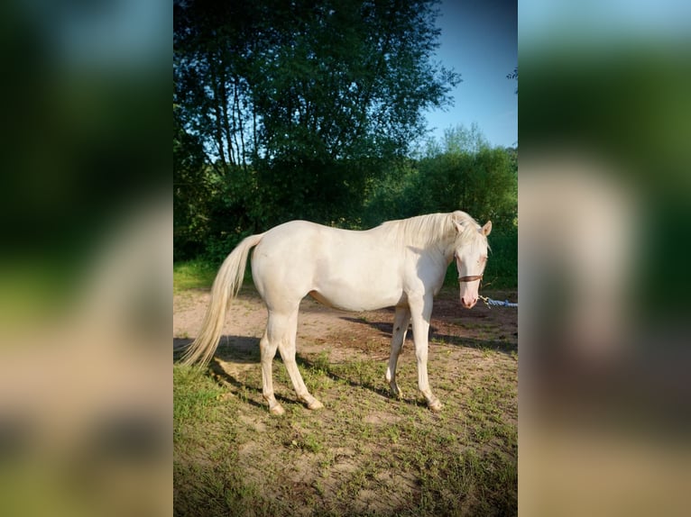 American Quarter Horse Giumenta 2 Anni 150 cm Cremello in Althornbach