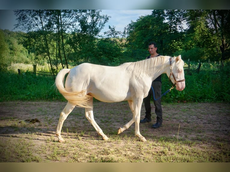 American Quarter Horse Giumenta 2 Anni 150 cm Cremello in Althornbach