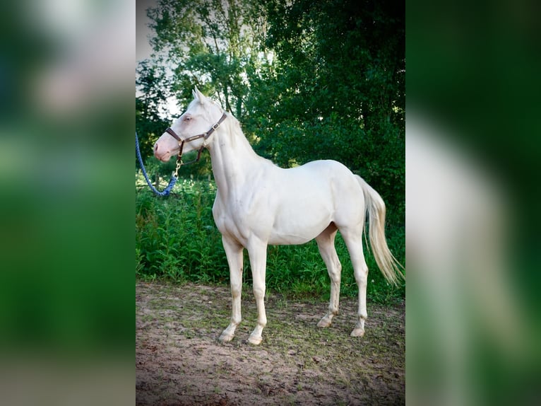 American Quarter Horse Giumenta 2 Anni 150 cm Cremello in Althornbach