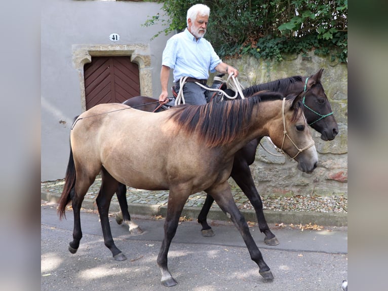 American Quarter Horse Giumenta 2 Anni 150 cm Grigio in Müglitztal