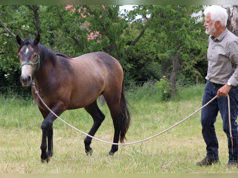 American Quarter Horse Giumenta 2 Anni 150 cm Grigio in Müglitztal