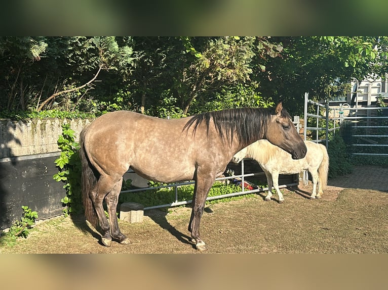 American Quarter Horse Giumenta 2 Anni 150 cm Grullo in Meckenheim