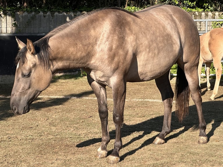 American Quarter Horse Giumenta 2 Anni 150 cm Grullo in Meckenheim