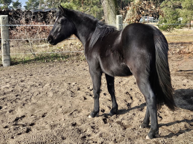 American Quarter Horse Giumenta 2 Anni 150 cm Morello in Aken
