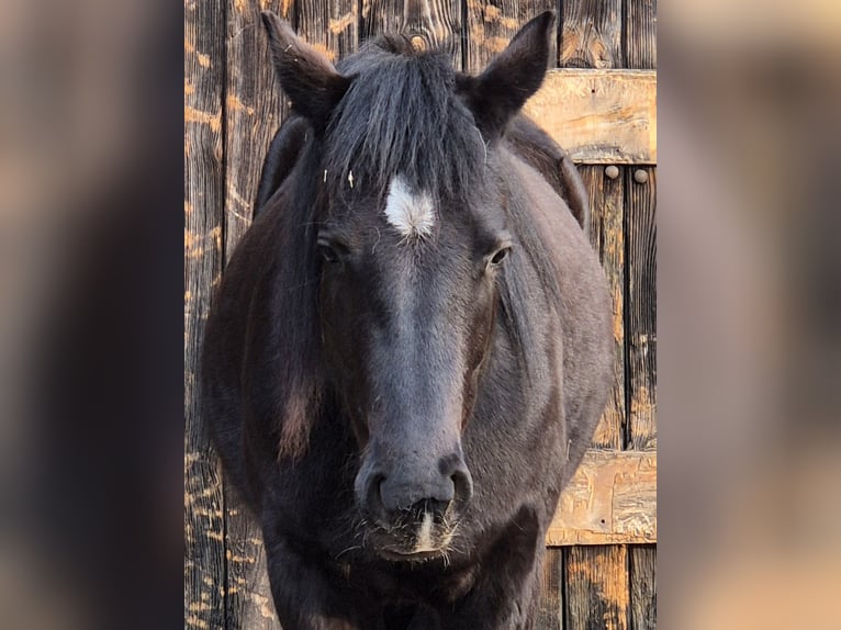 American Quarter Horse Giumenta 2 Anni 150 cm Morello in Aken