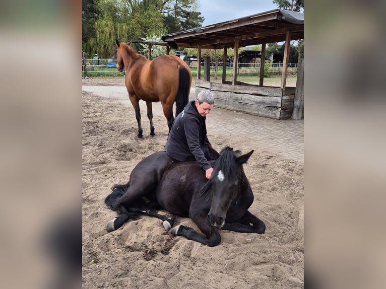 American Quarter Horse Giumenta 2 Anni 150 cm Morello in Aken