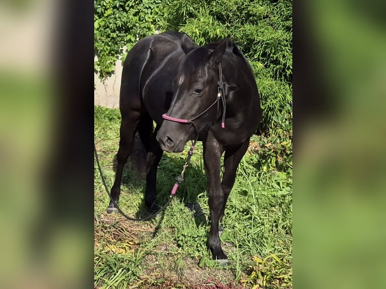 American Quarter Horse Giumenta 2 Anni 150 cm Morello in Aken