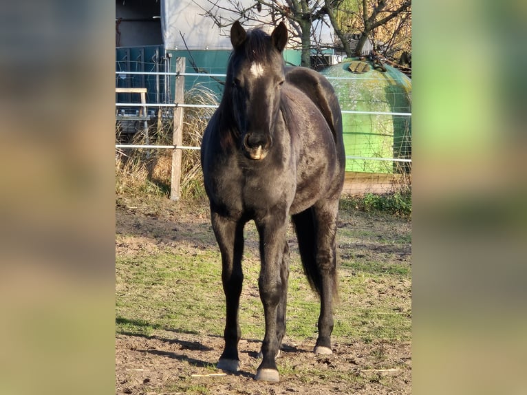American Quarter Horse Giumenta 2 Anni 150 cm Morello in Aken
