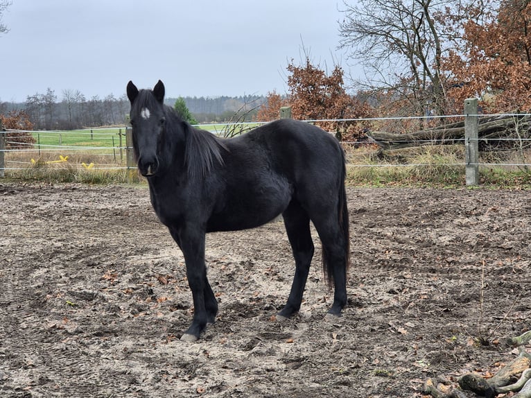 American Quarter Horse Giumenta 2 Anni 150 cm Morello in Aken