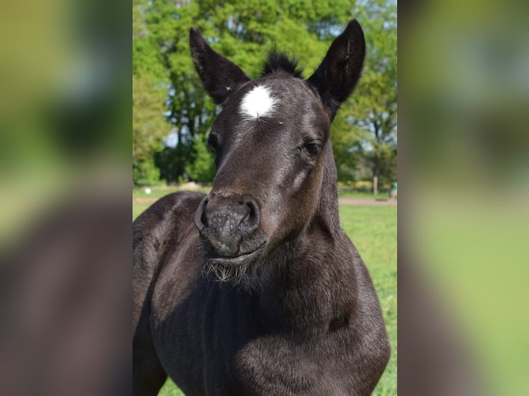 American Quarter Horse Giumenta 2 Anni 150 cm Morello in Aken