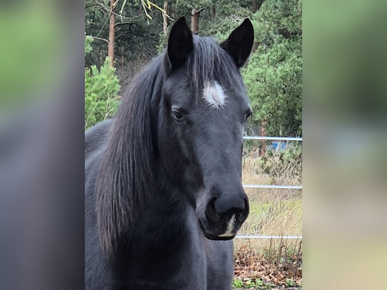 American Quarter Horse Giumenta 2 Anni 150 cm Morello in Aken