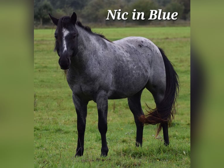 American Quarter Horse Giumenta 2 Anni 150 cm Morello in Aken