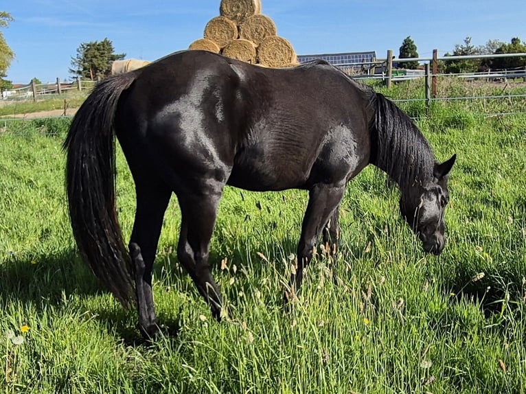 American Quarter Horse Giumenta 2 Anni 150 cm Morello in Aken
