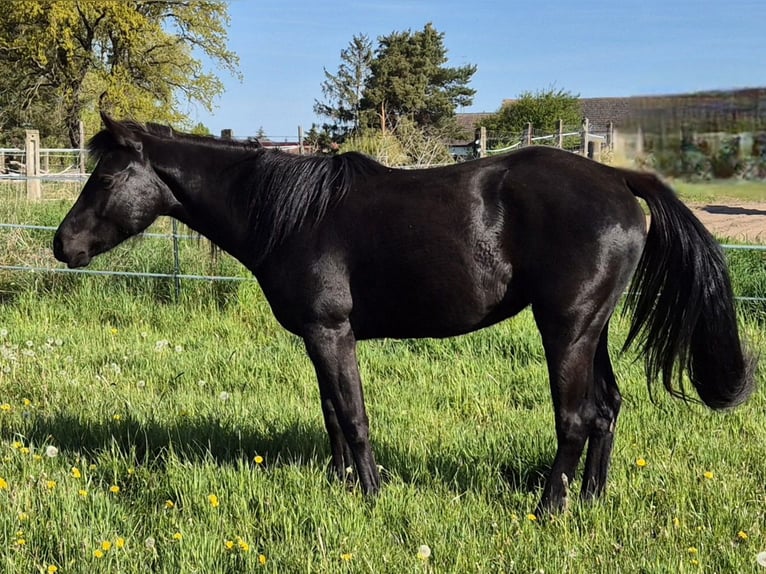 American Quarter Horse Giumenta 2 Anni 150 cm Morello in Aken