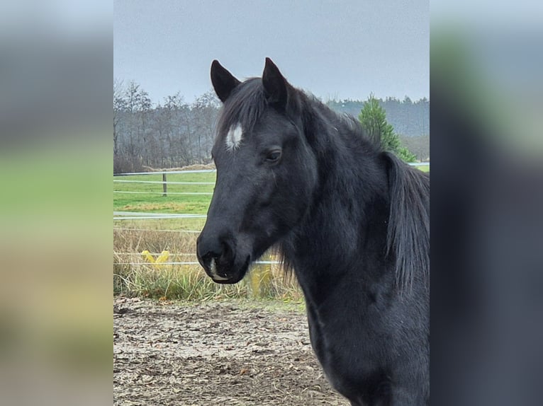 American Quarter Horse Giumenta 2 Anni 150 cm Morello in Aken