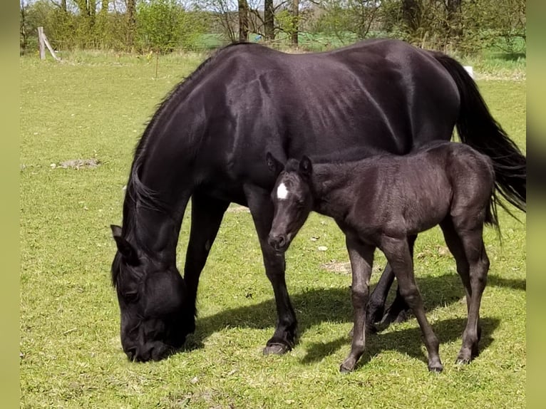 American Quarter Horse Giumenta 2 Anni 150 cm Morello in Aken