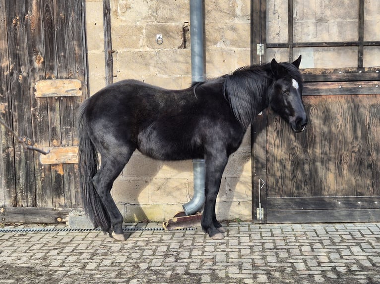 American Quarter Horse Giumenta 2 Anni 150 cm Morello in Aken