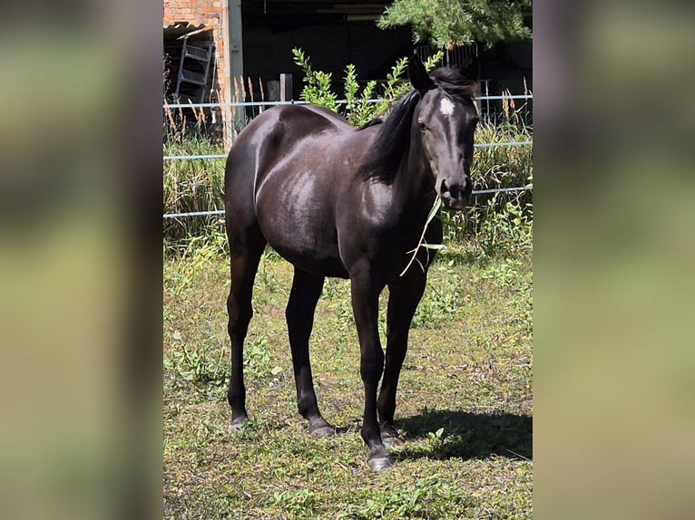 American Quarter Horse Giumenta 2 Anni 150 cm Morello in Aken