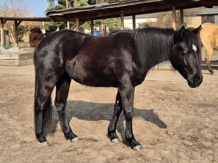 American Quarter Horse Giumenta 2 Anni 150 cm Morello in Aken