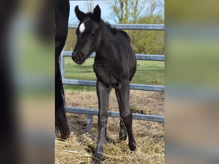 American Quarter Horse Giumenta 2 Anni 150 cm Morello in Aken