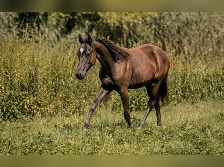 American Quarter Horse Giumenta 2 Anni 150 cm Morello in Gerolfingen