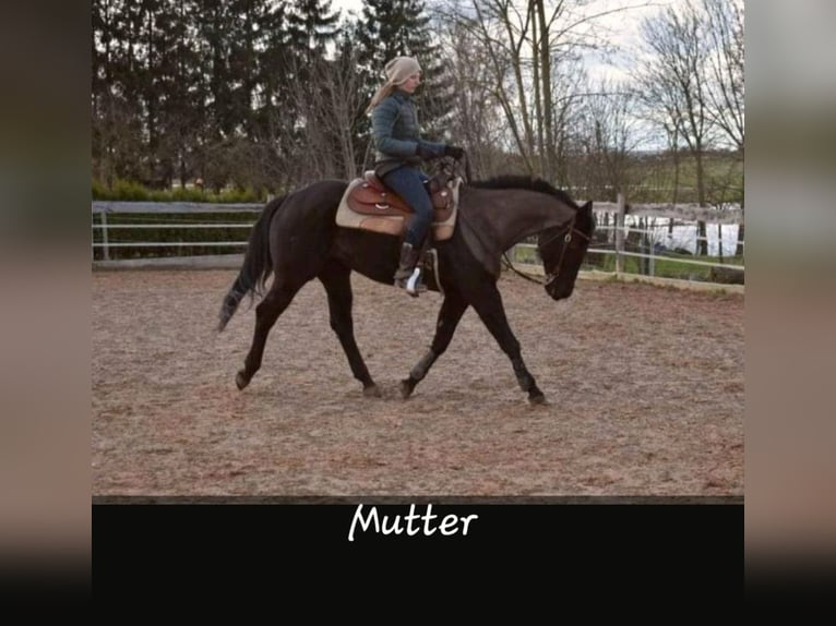 American Quarter Horse Giumenta 2 Anni 150 cm Morello in Gerolfingen