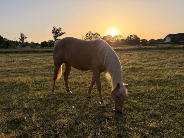 American Quarter Horse Giumenta 2 Anni 150 cm Palomino in Haren