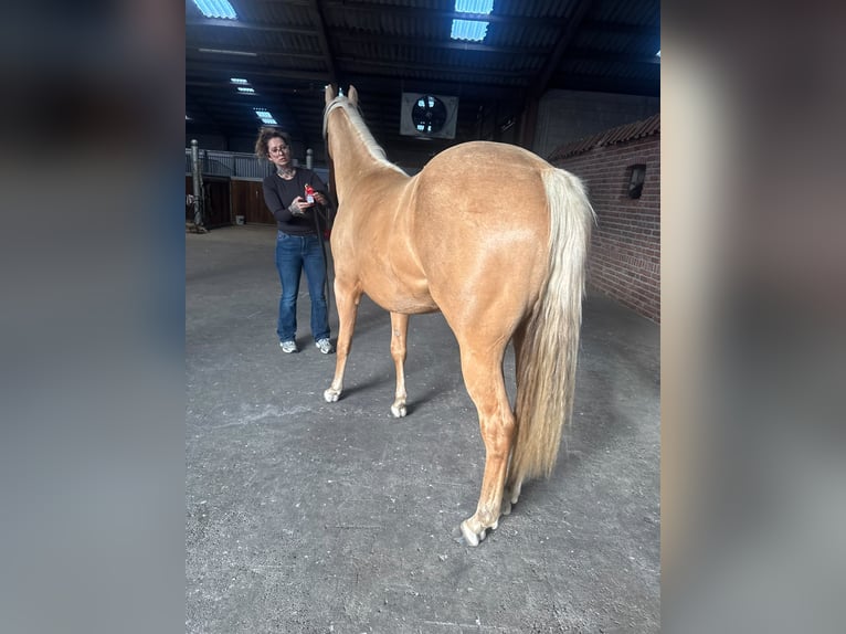 American Quarter Horse Giumenta 2 Anni 150 cm Palomino in Haren