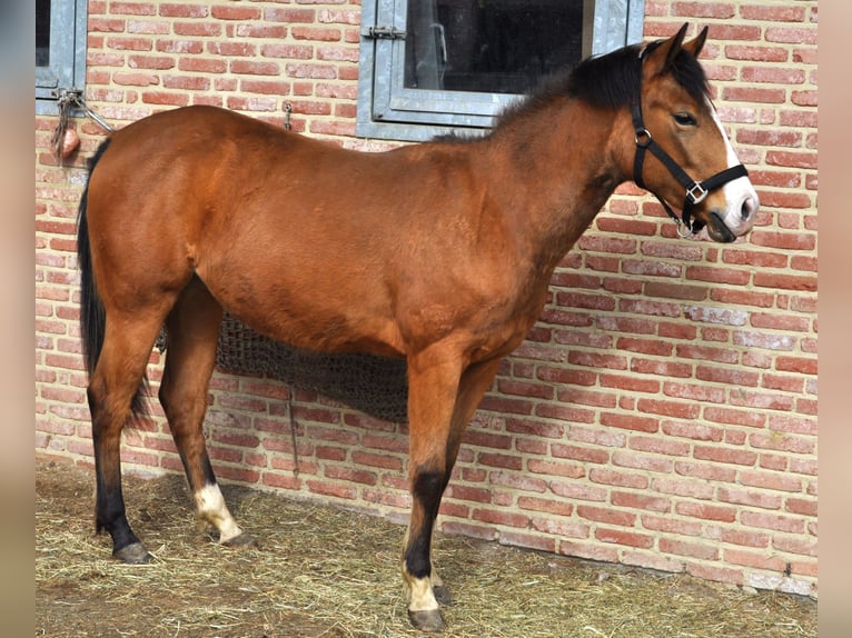 American Quarter Horse Giumenta 2 Anni 150 cm Pelle di daino in Herselt