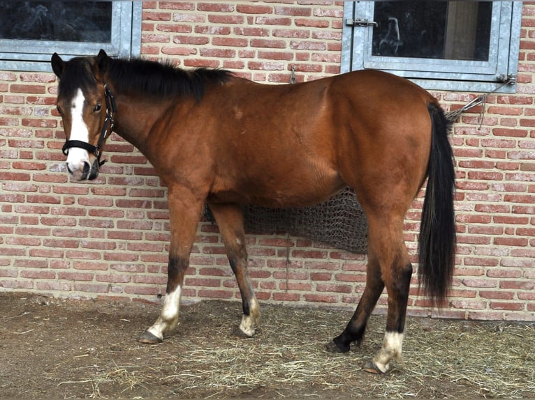 American Quarter Horse Giumenta 2 Anni 150 cm Pelle di daino in Herselt