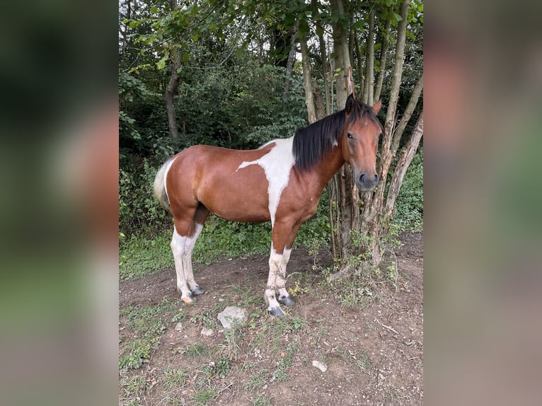 American Quarter Horse Mix Giumenta 2 Anni 150 cm Pezzato in Adenau