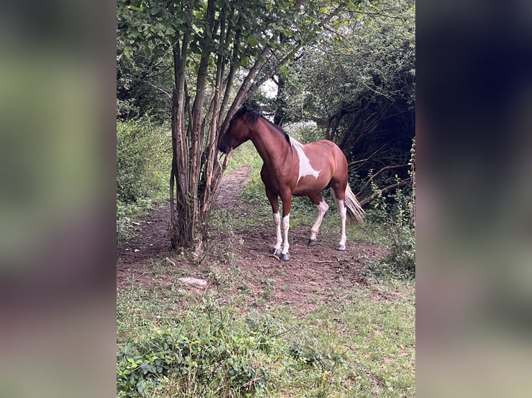 American Quarter Horse Mix Giumenta 2 Anni 150 cm Pezzato in Adenau