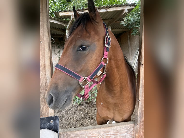 American Quarter Horse Mix Giumenta 2 Anni 150 cm Pezzato in Adenau