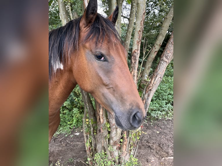 American Quarter Horse Mix Giumenta 2 Anni 150 cm Pezzato in Adenau