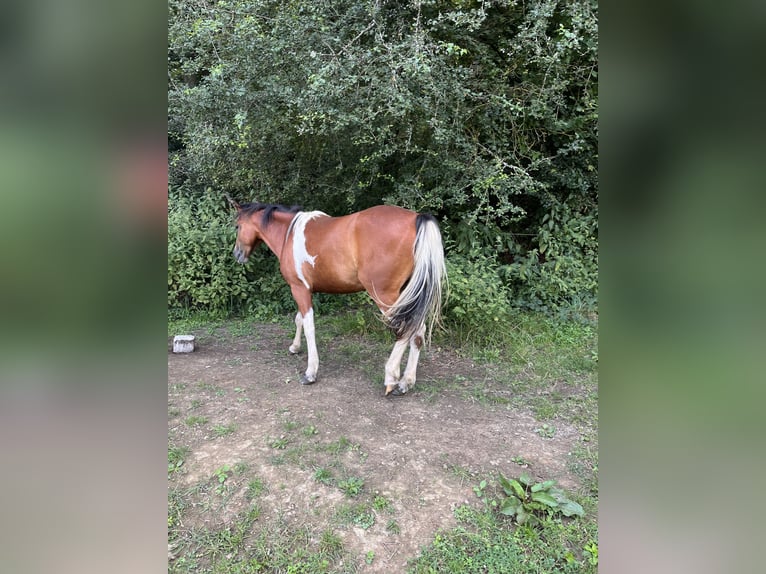 American Quarter Horse Mix Giumenta 2 Anni 150 cm Pezzato in Adenau