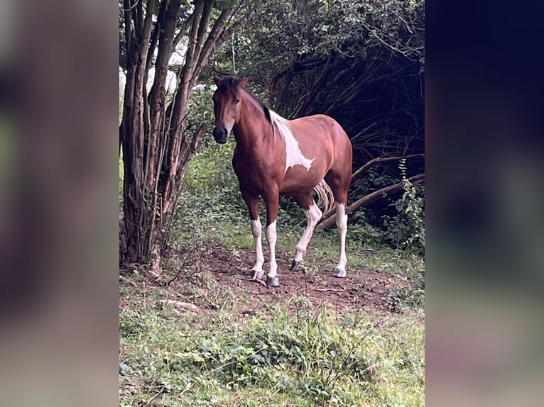 American Quarter Horse Mix Giumenta 2 Anni 150 cm Pezzato in Adenau