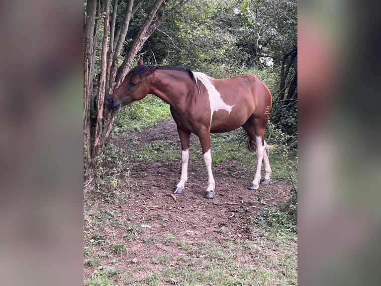 American Quarter Horse Mix Giumenta 2 Anni 150 cm Pezzato in Adenau