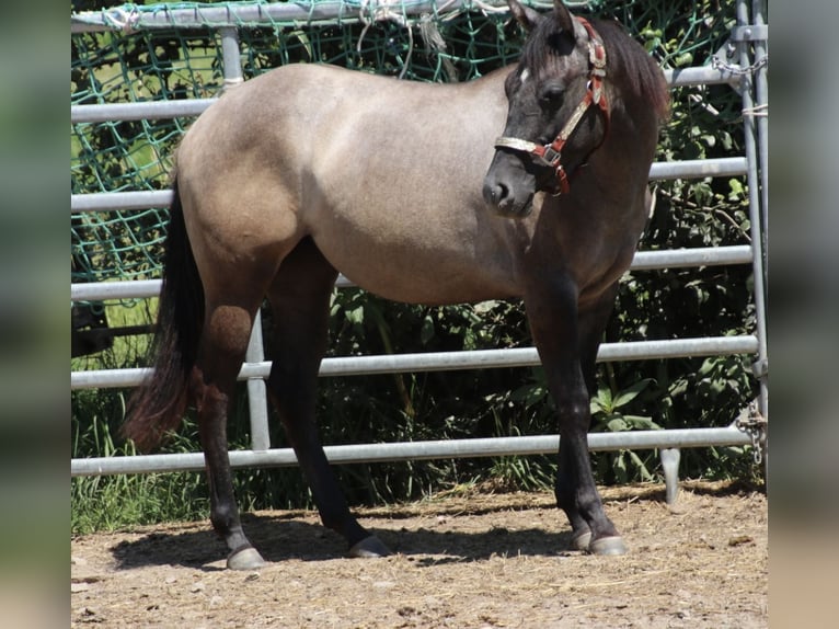 American Quarter Horse Giumenta 2 Anni 150 cm Può diventare grigio in Schwarzach